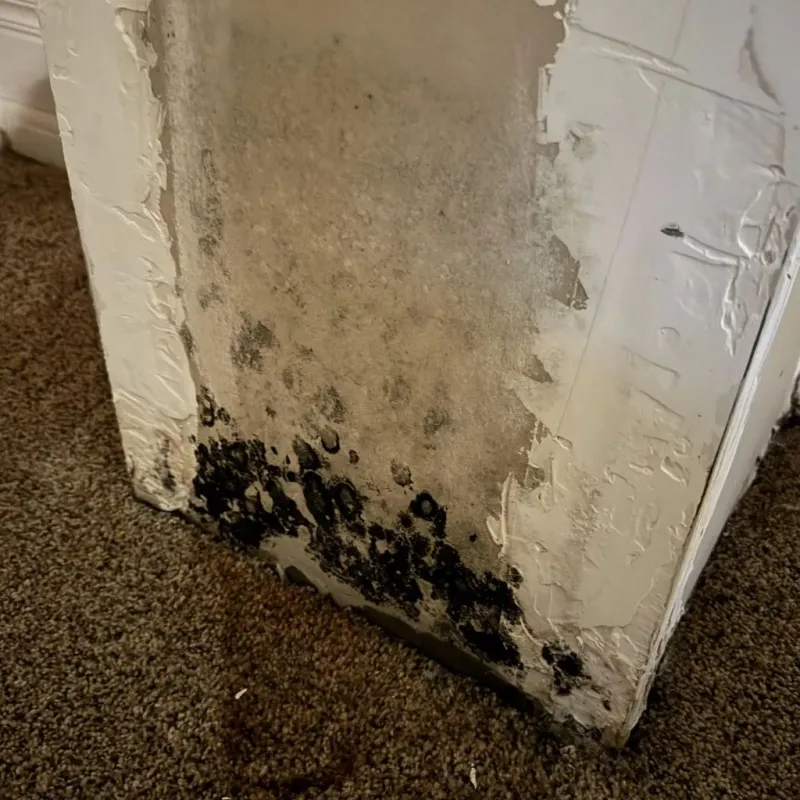 Professional Mold Removal in Brackettville, TX